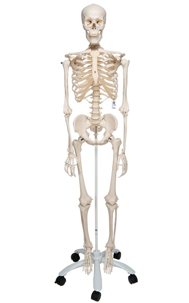 Skeleton