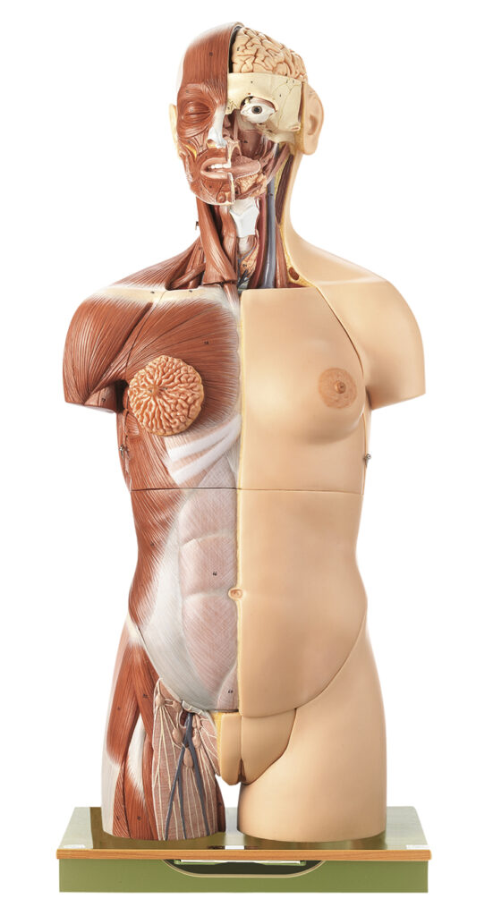 Anatomical Models